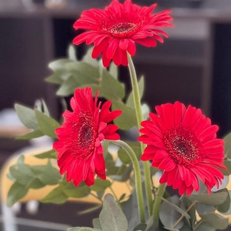 Gerbera Colorada Haedo Apartment Moron Exterior photo