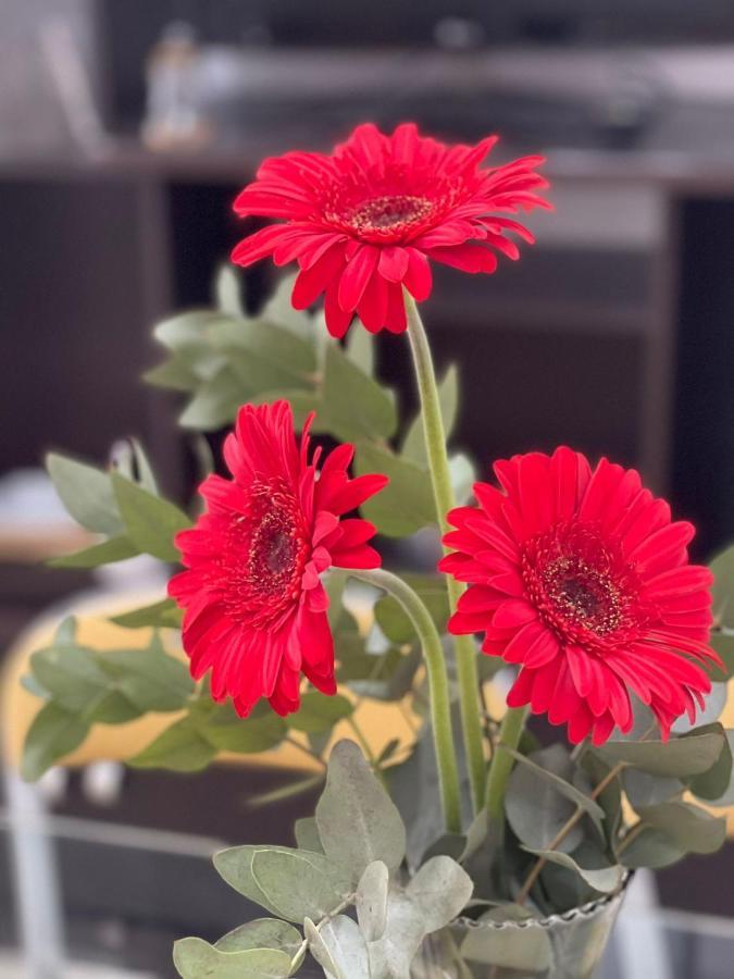 Gerbera Colorada Haedo Apartment Moron Exterior photo